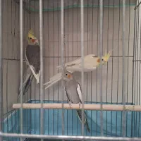 عروس هلندی سخنگوی ومولد/ سالم وسرحال