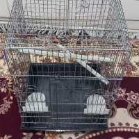 قفس عروس هلندی طوطی برزیلی