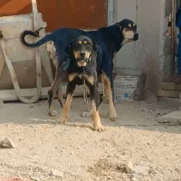 واگذاری سگ پژدر نگهبان