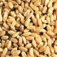 گندوم پیشگام برای نون