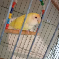 پرنده|پرنده|بندر انزلی, کلیور|دیوار