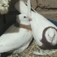 کفترطوقی‌ذات‌هفرنگ‌|پرنده|شامکان, |دیوار