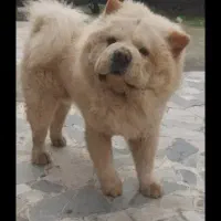 واگذاری سگ چاوچاو نر