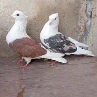 سلام اول بخون بعدبزنگ تکی ندارم فروشی جفتی ۱م۲۰۰