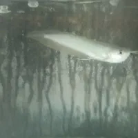 آروانا 25سانت