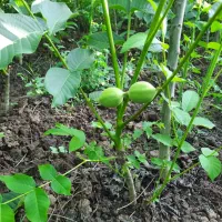 نهالستان دماوند