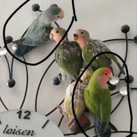 کوتوله برزیلی مولد با جوجه فوری