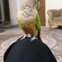 طوطی گرینچیک با عروس هلندی|پرنده|قزوین, |دیوار