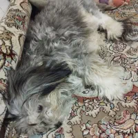 نژاد شیتزو تریر|سگ|تهران, فردوس|دیوار