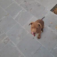 توله سگ پیت بول|سگ|تهران, دربند|دیوار