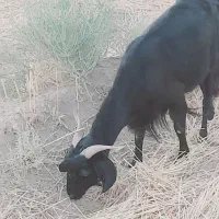 بز قیمت ۲۴ میلیون تا ۳۰ میلیون شهرستان دلگان