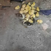 اردک اسرائیلی