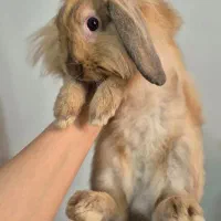 خرگوش لوپ اصیل|موش و خرگوش|دزفول, |دیوار