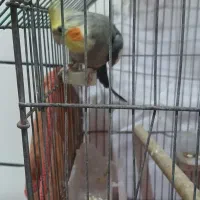 عروس هلندی  نر سخنگو