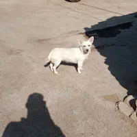 فروش پاپی پامر اشپیتز