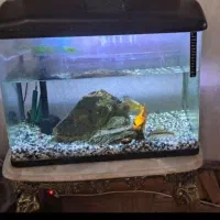 اکواریوم|ماهی|ورامین, ورامین|دیوار