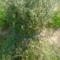 بیده دستی،