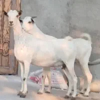 بز دوعدد هر دو ابستن