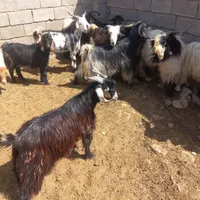 بره نر چاق. چپش نرچاق ومیش|حیوانات مزرعه|اندیمشک, |دیوار