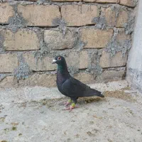 قیمت تعاونی