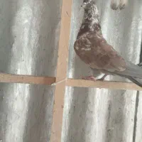 کفتر|پرنده|تهران, میدان میوه و ترهبار مرکزی|دیوار