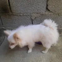 سگ پا کوتاه نژاد پامر  پنج ماهه