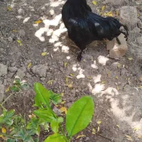 خروس سیاه بهراما پاپره|پرنده|قرچک, قشلاق جیتو|دیوار