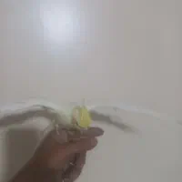 عروس طوطی