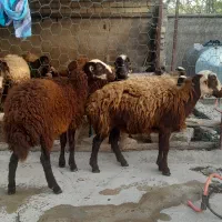 فروش دو عدد کاور ماده افشار