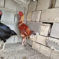 مرغ خروس|حیوانات مزرعه|میناب, |دیوار