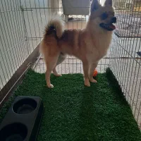 پامر روباهی