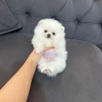 سگ فانتزی آپارتمانی|سگ|تهران, جمهوری|دیوار