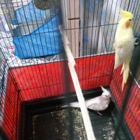 عروس هلندی|پرنده|خرمشهر, |دیوار