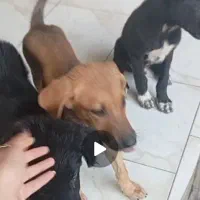 سگ ژرمن مادرش ژرمن بوده