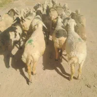 میش داشتی