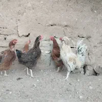 فروش مرغ و خروس و اردک وجوجه