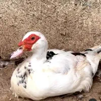 مرغ و اردک سیما و بوقلمون|حیوانات مزرعه|قوچان, |دیوار