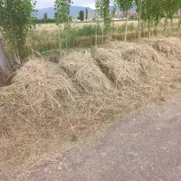گیاه|گل و گیاه طبیعی|شوط, |دیوار