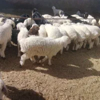 6800000000،|حیوانات مزرعه|آباده, |دیوار