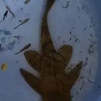 لجن خار بزرگ