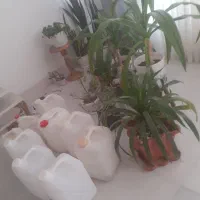 فروش بطری اب ۲۰ لیتری|ظروف نگهدارنده، پلاستیکی، یک‌بارمصرف|مرودشت, فاز دوم شهرک فرهنگیان|دیوار