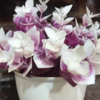گل مسکن