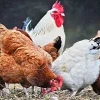 کارگر ساده برای پخش مرغ