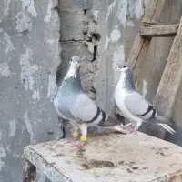 نرو ماده چپ سبز و بدرنگ سبز