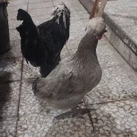 مرغ وخروس