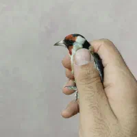 سهره نر|پرنده|کرج, مهرویلا جنوبی|دیوار