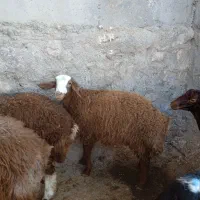 فروش بره|حیوانات مزرعه|کوهدشت, |دیوار