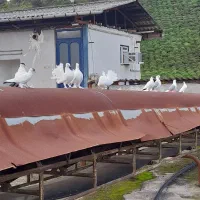 تعدای کبوترزینتی لوکس|پرنده|لاهیجان, یوسف آباد|دیوار