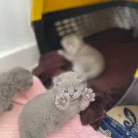 گربه/پرشین/بیریتیش/اسکاتیش