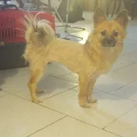 سگ خونگی مودب